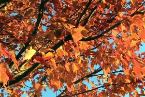 red-maple-tree-in-autumn-fall_w725_h544